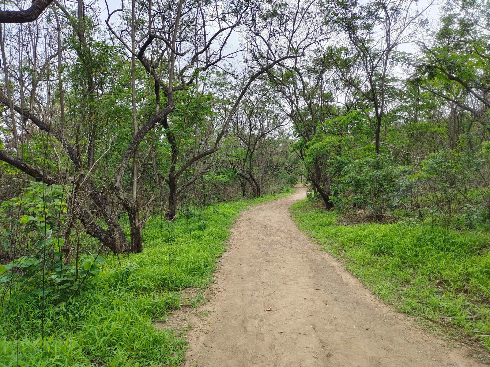 Nature